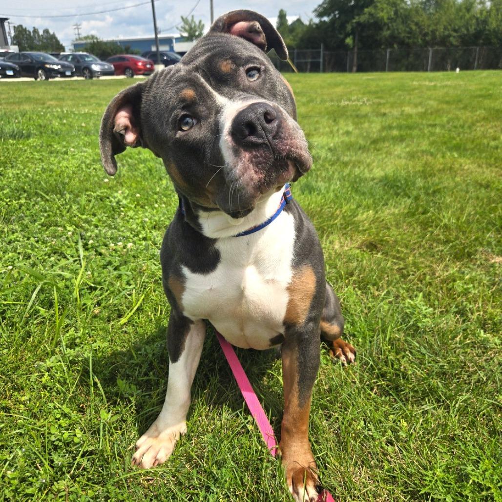 Enlarge Noxx, a Adoptable mixed breed in Champaign, IL image 2/3