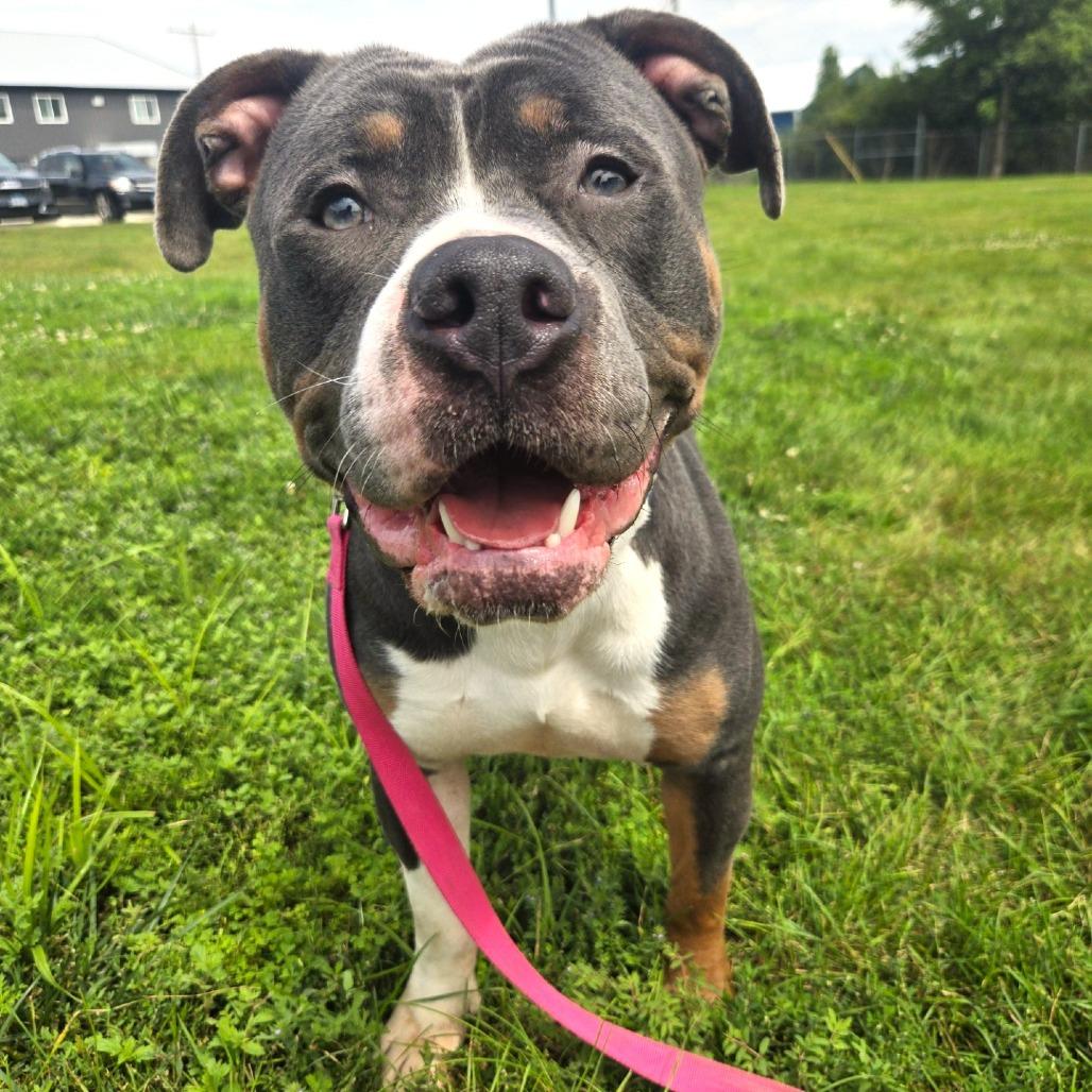 Enlarge Noxx, a Adoptable mixed breed in Champaign, IL image 3/3