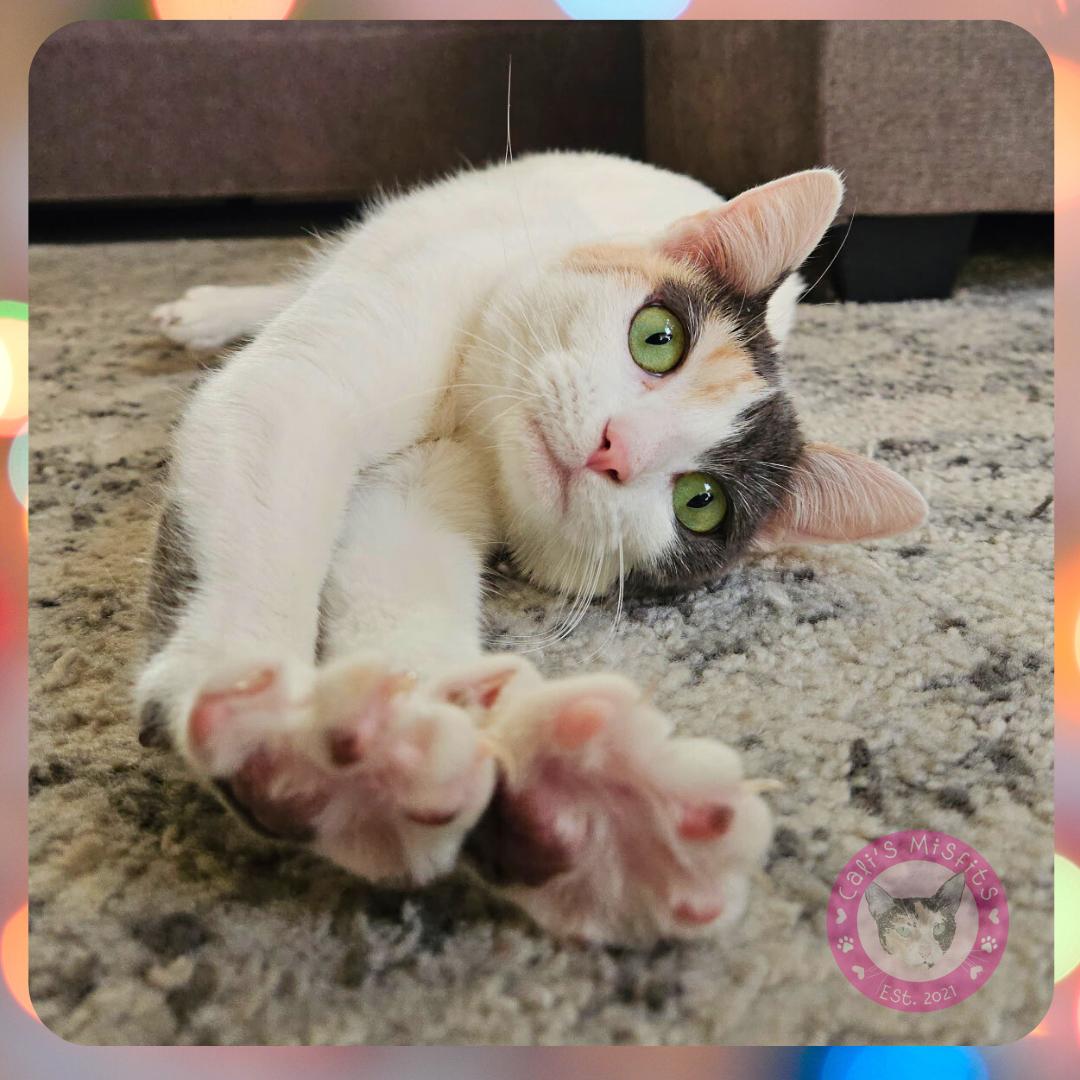 Enlarge Iris, a Adoptable Domestic Short Hair in Santa Ana, CA image 2/6