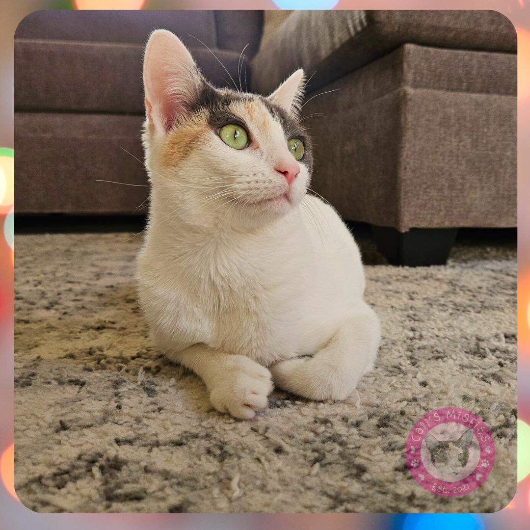 Enlarge Iris, a Adoptable Domestic Short Hair in Santa Ana, CA image 3/6