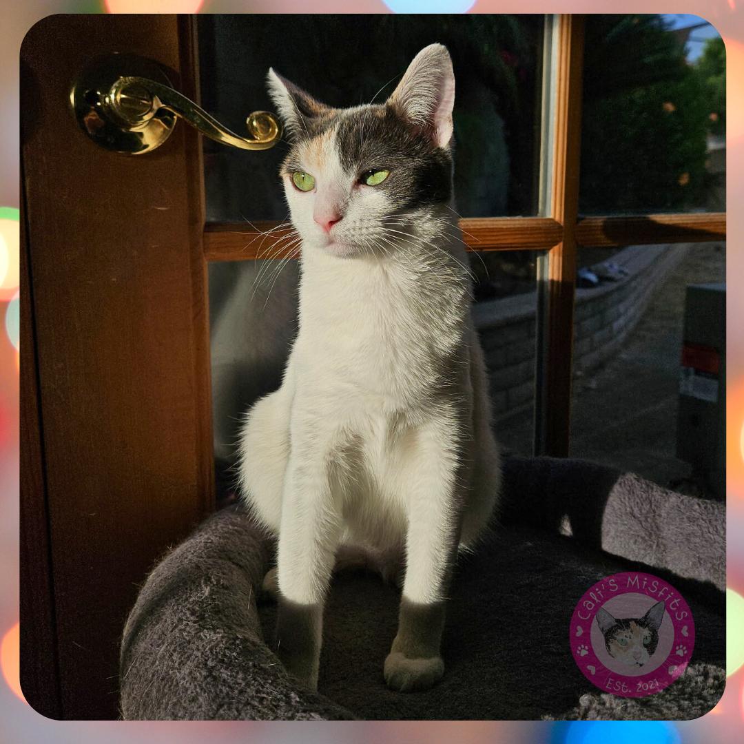 Enlarge Iris, a Adoptable Domestic Short Hair in Santa Ana, CA image 4/6