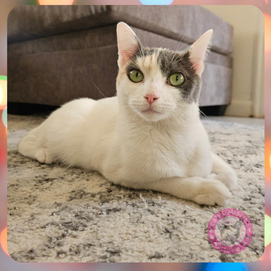 Enlarge Iris, a Adoptable Domestic Short Hair in Santa Ana, CA image 1/6