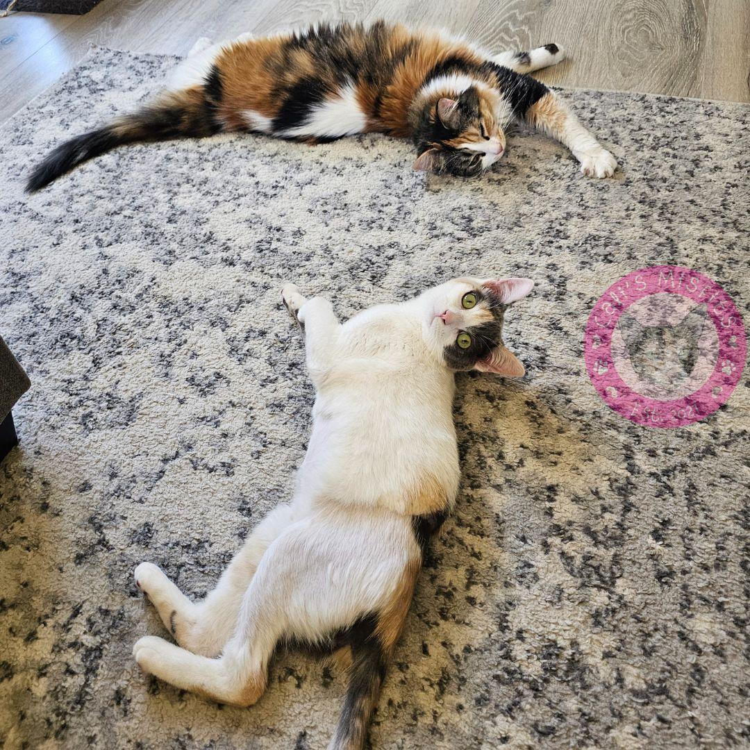 Enlarge Iris, a Adoptable Domestic Short Hair in Santa Ana, CA image 6/6