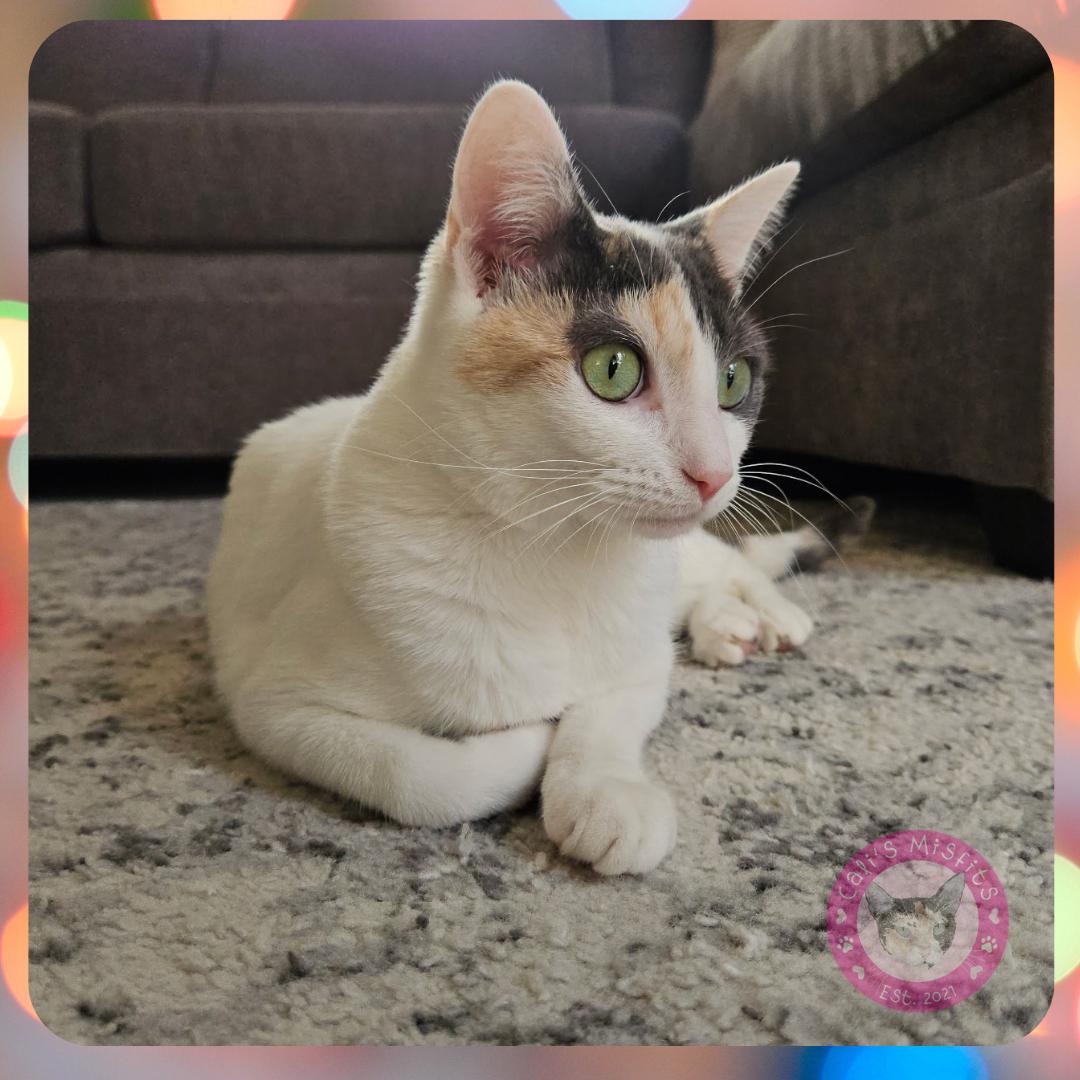 Enlarge Iris, a Adoptable Domestic Short Hair in Santa Ana, CA image 5/6