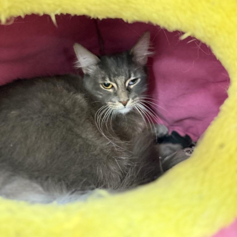 Enlarge Ash, a Adoptable mixed breed in Antioch, CA image 4/5