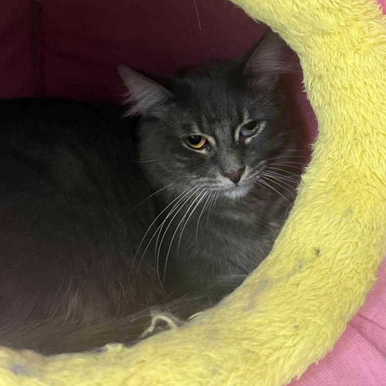 Enlarge Ash, a Adoptable mixed breed in Antioch, CA image 2/5