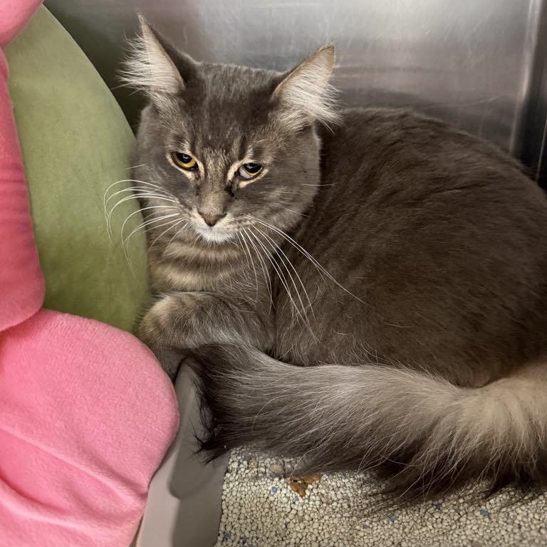 Enlarge Ash, a Adoptable mixed breed in Antioch, CA image 3/5