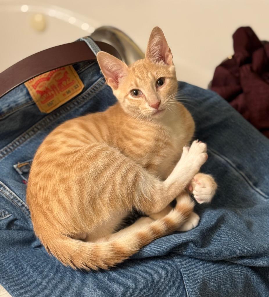 Enlarge Cordy, a Adoptable mixed breed in Hampton, VA image 2/2