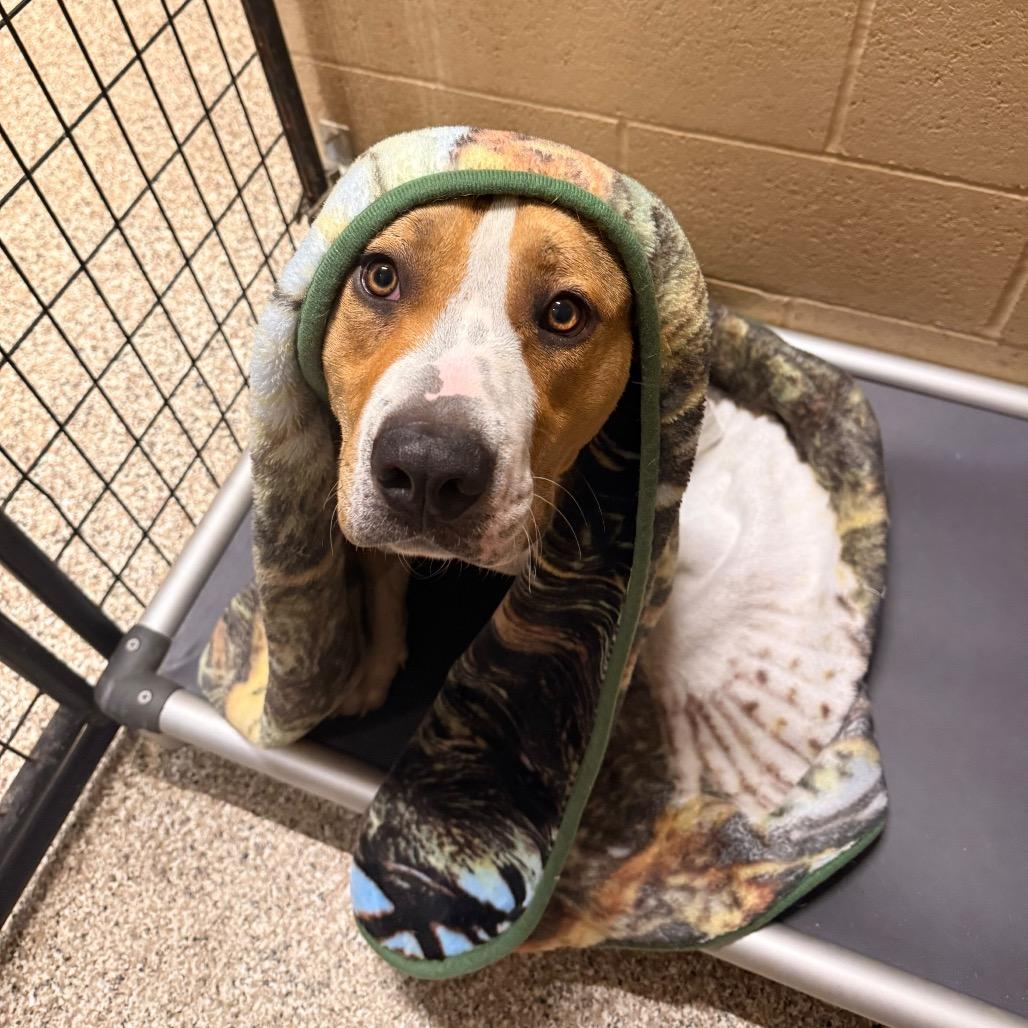 Einstein, Adoptable, Adult Male American Staffordshire Terrier.