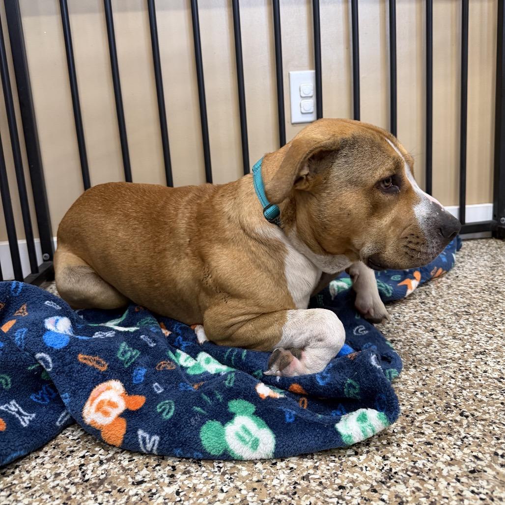Enlarge Einstein, a Adoptable American Staffordshire Terrier in Tipton, IN image 2/6