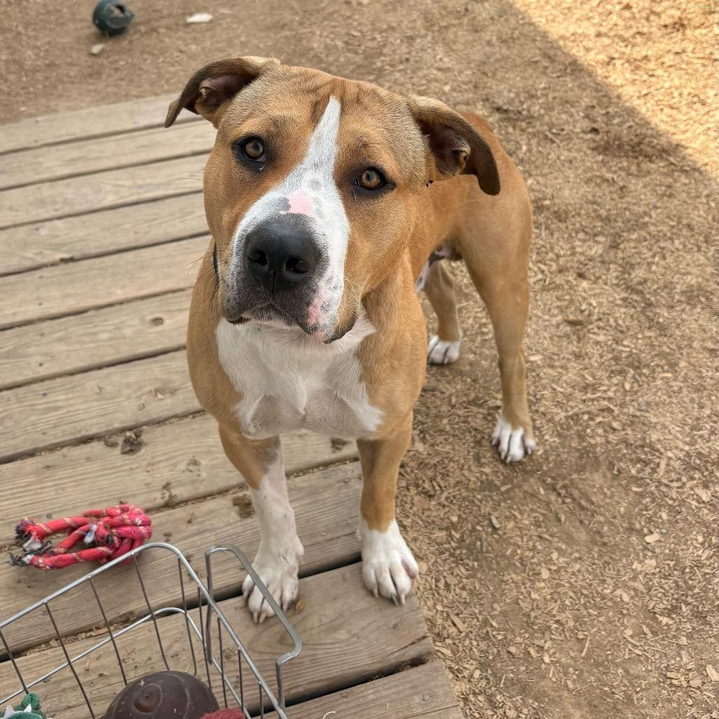 Enlarge Einstein, a Adoptable American Staffordshire Terrier in Tipton, IN image 3/6