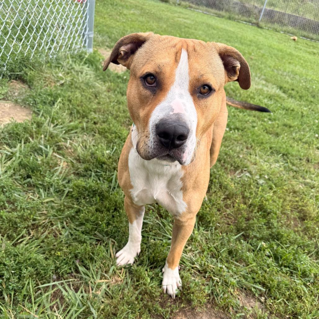 Enlarge Einstein, a Adoptable American Staffordshire Terrier in Tipton, IN image 4/6