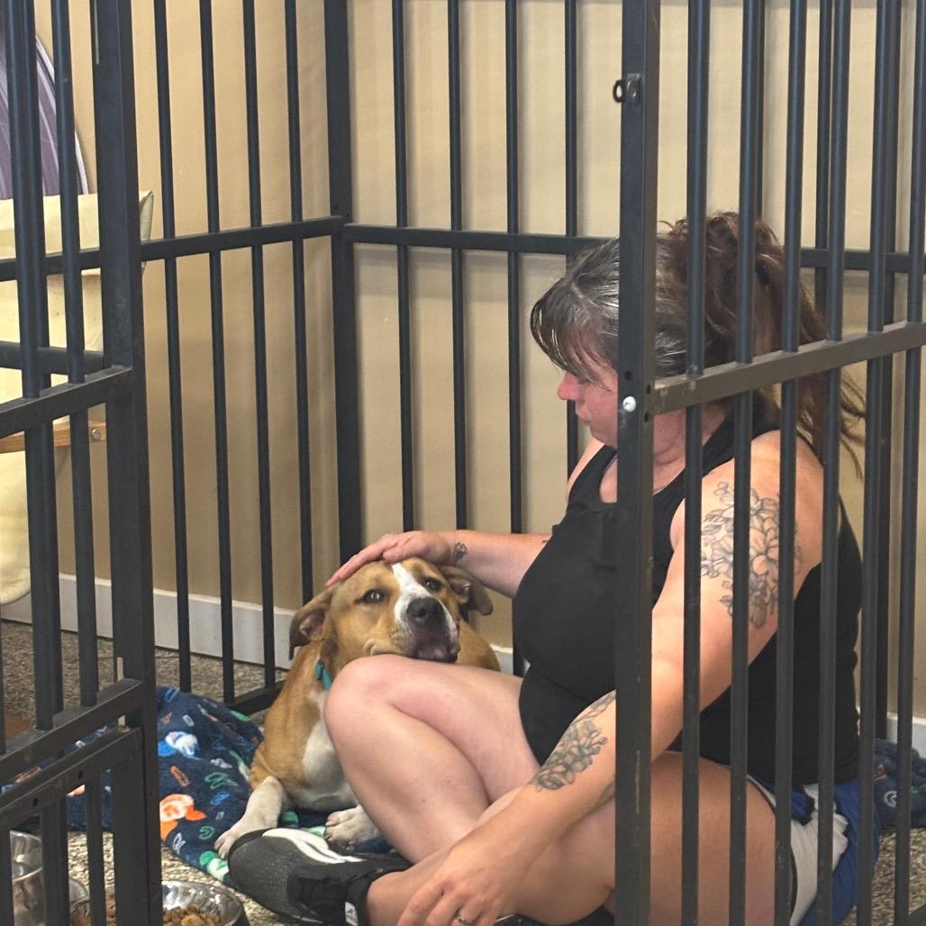 Enlarge Einstein, a Adoptable American Staffordshire Terrier in Tipton, IN image 5/6