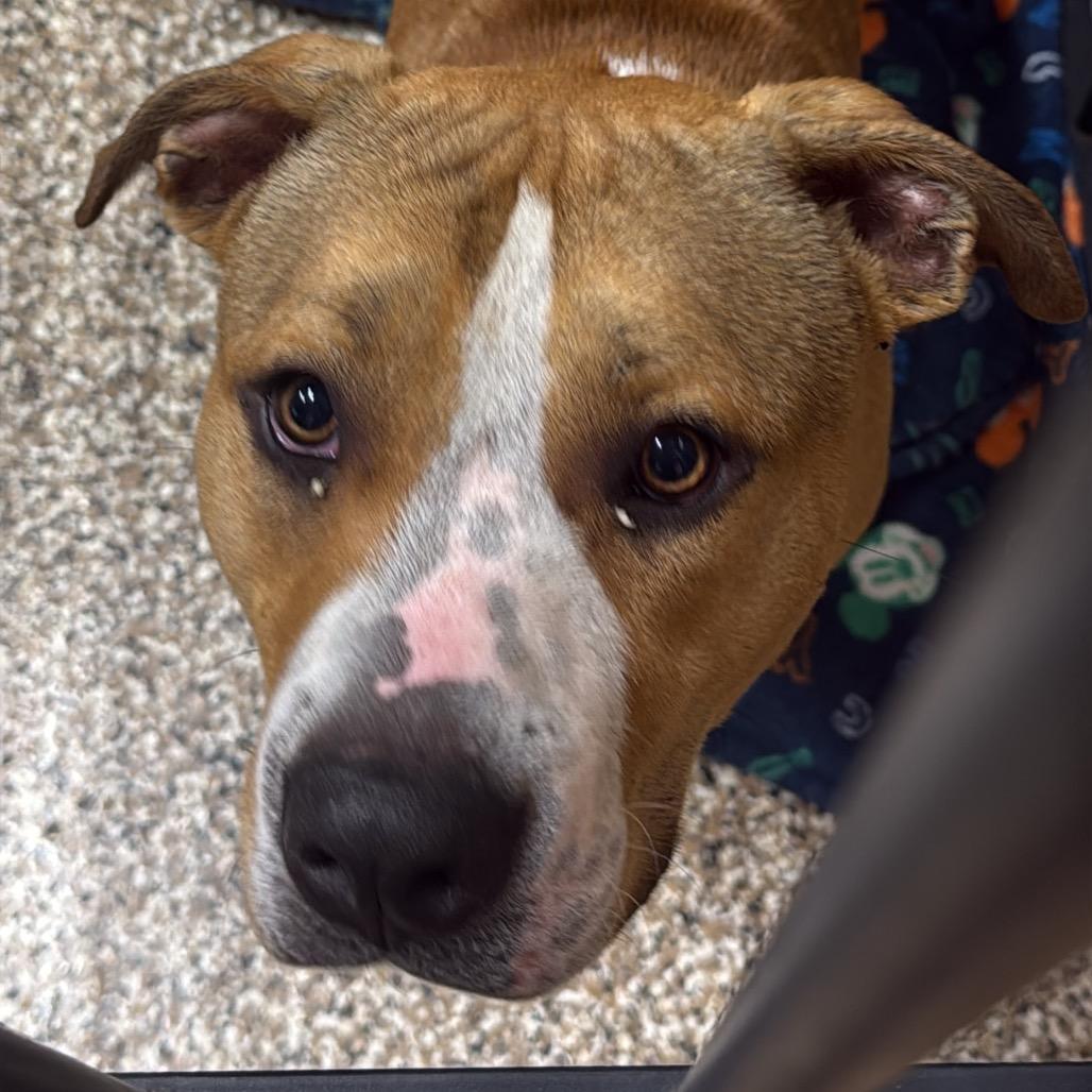 Enlarge Einstein, a Adoptable American Staffordshire Terrier in Tipton, IN image 6/6
