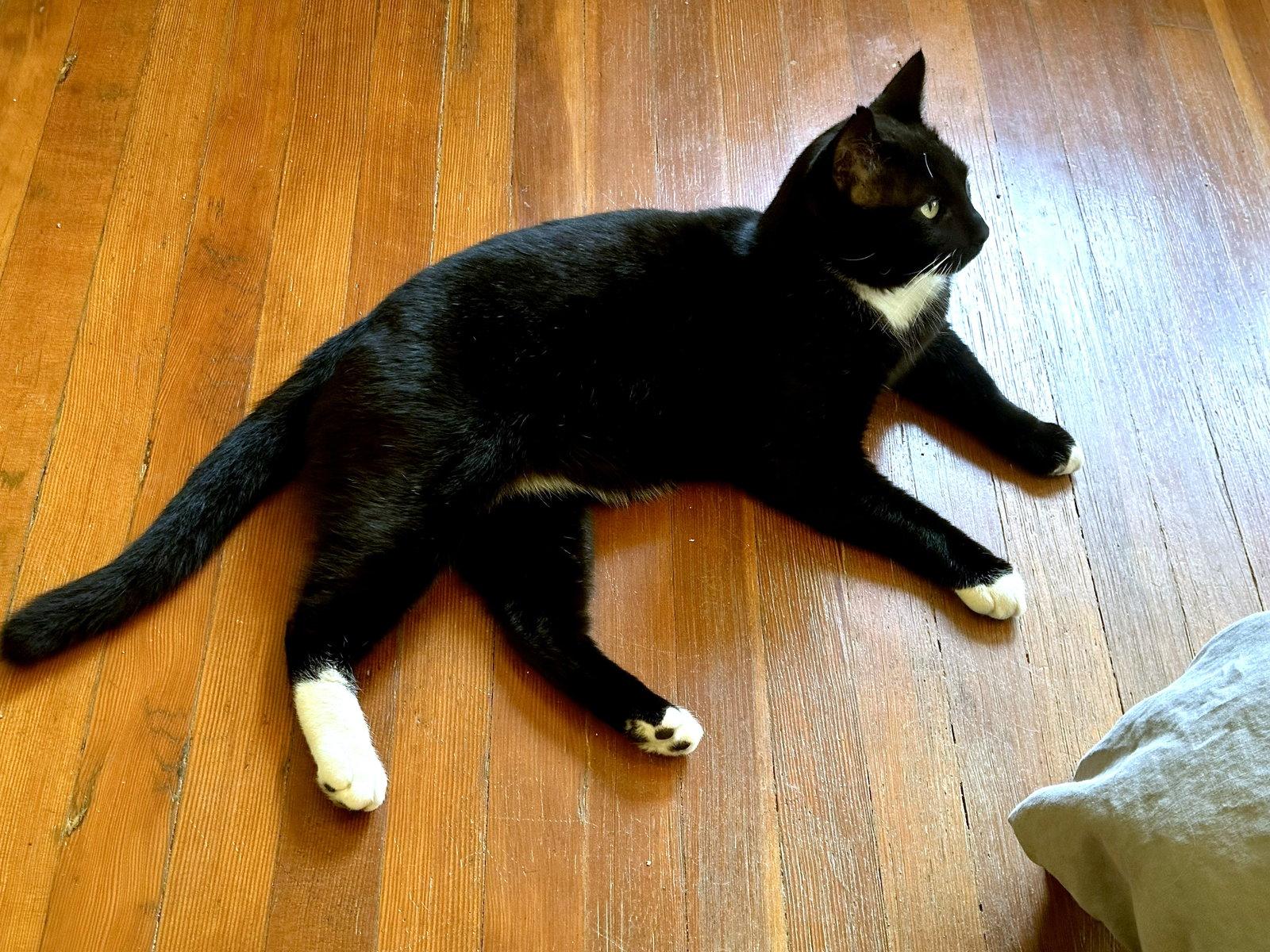 Enlarge Austin (Bonded with Jonas), a Adoptable Domestic Short Hair in Oakland, CA image 1/3