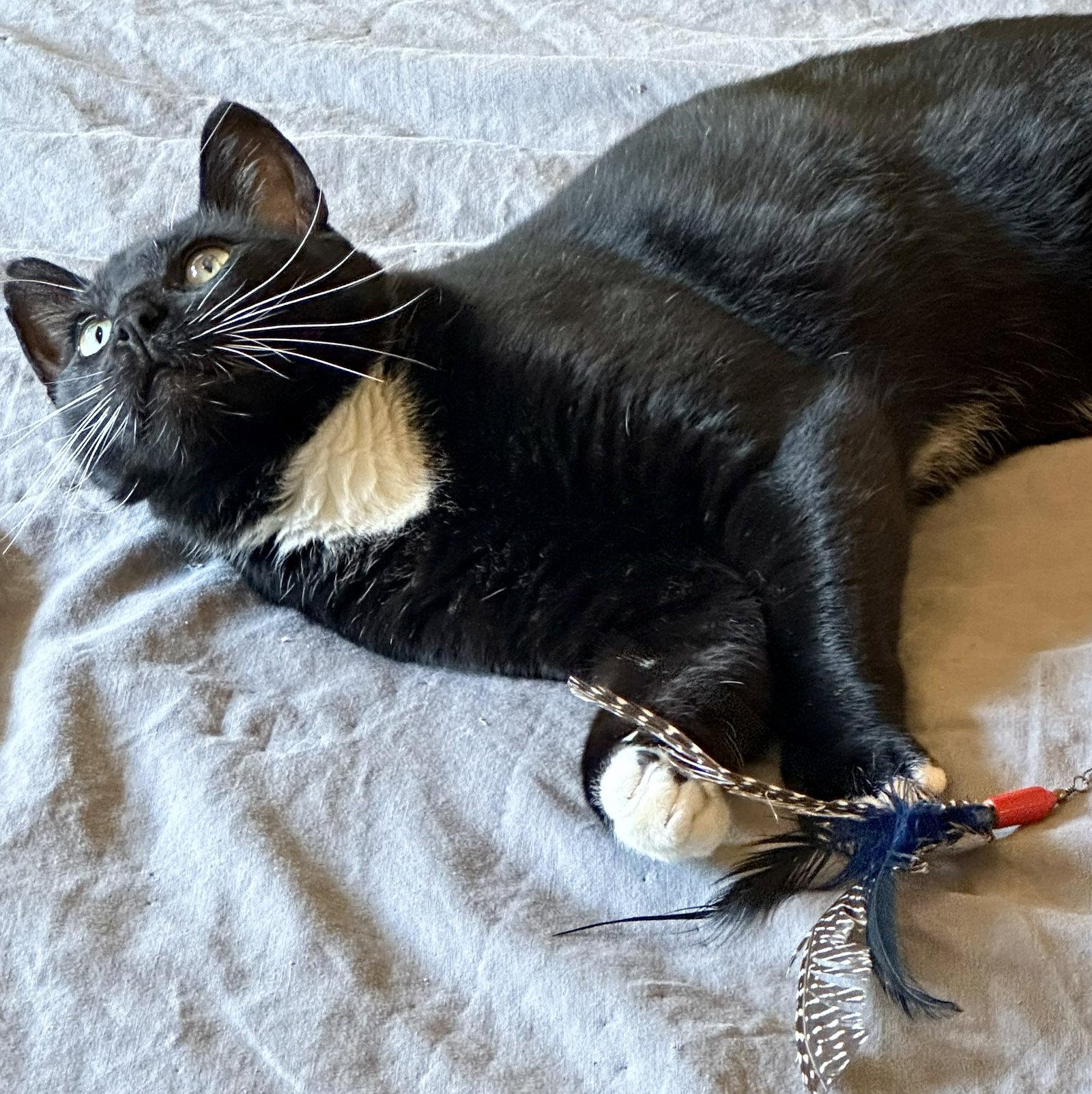 Enlarge Austin (Bonded with Jonas), a Adoptable Domestic Short Hair in Oakland, CA image 2/3