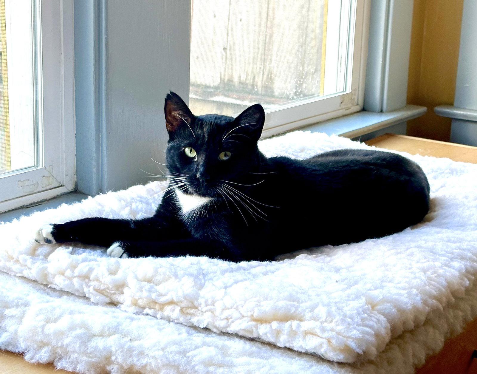 Enlarge Austin (Bonded with Jonas), a Adoptable Domestic Short Hair in Oakland, CA image 3/3