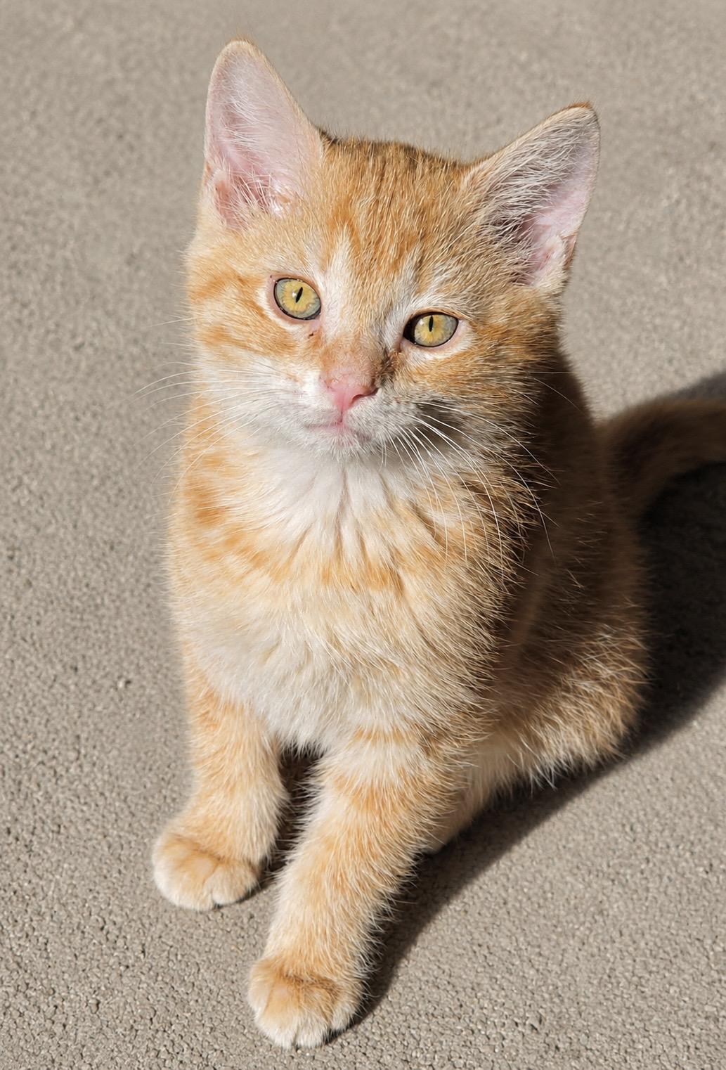 Harley Quinn, a Adoptable Tabby in Pickerington, OH image 2/2