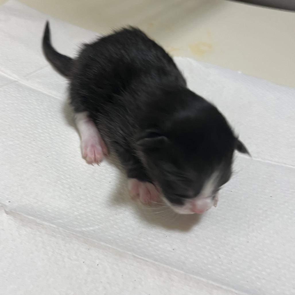 Wonton, Adoptable, Kitten Female Domestic Medium Hair.