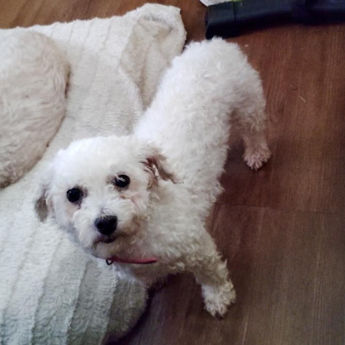 Enlarge Sadie, a ADOPTABLE mixed breed in Rochester, NY image 3/3