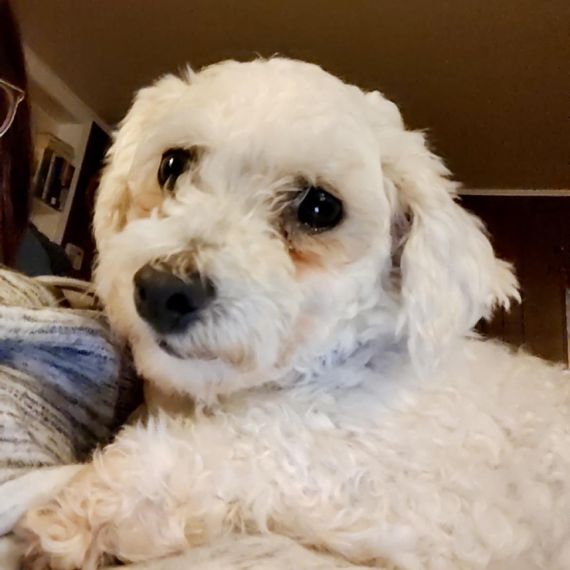 Enlarge Sadie, a ADOPTABLE mixed breed in Rochester, NY image 2/3