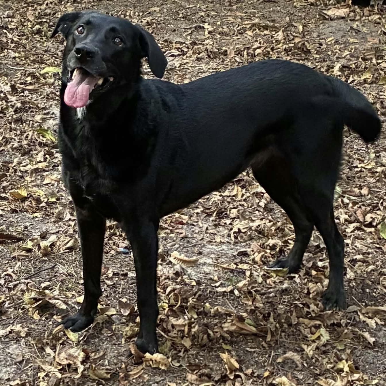 Enlarge Ruby, a Adoptable mixed breed in Texarkana, TX image 3/5