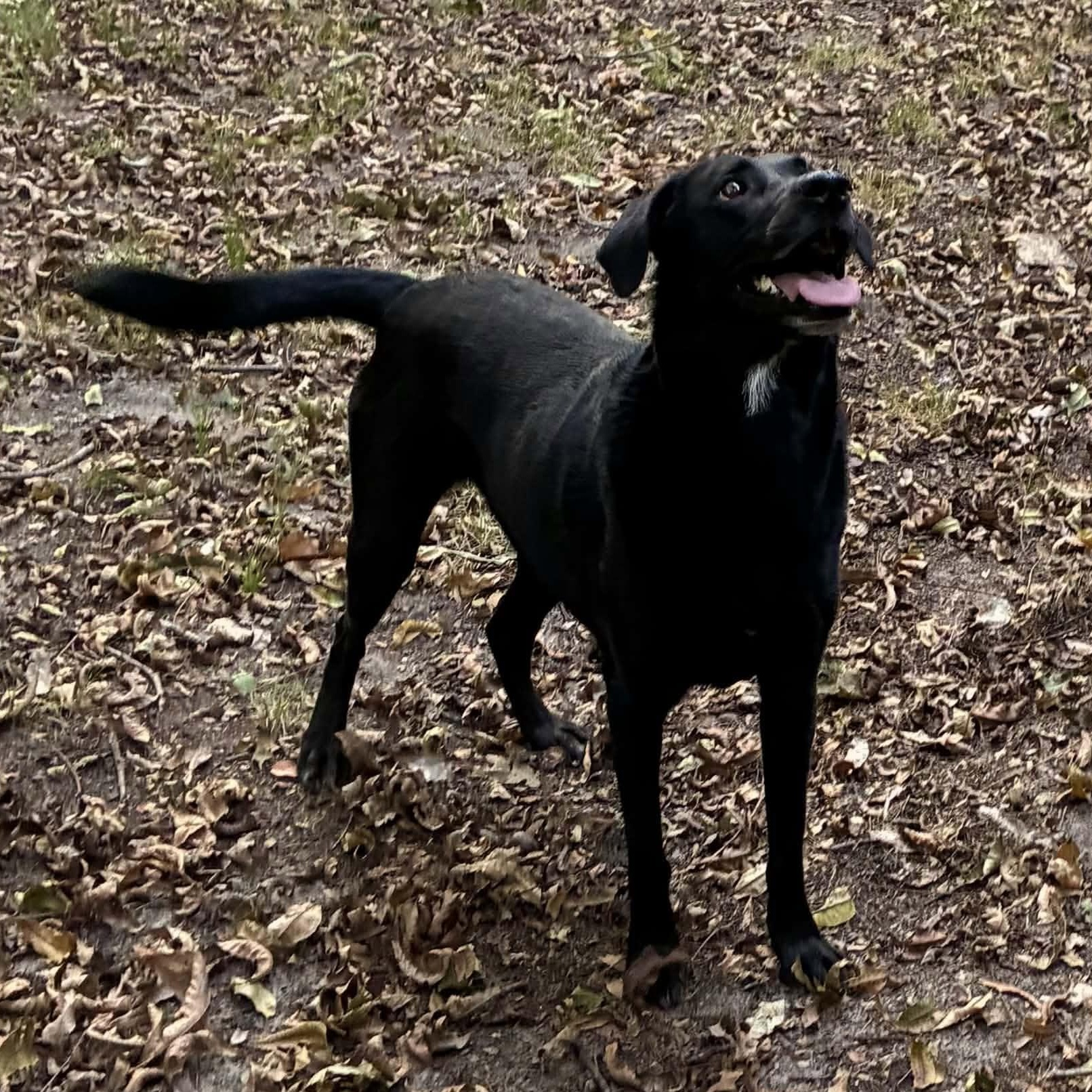 Enlarge Ruby, a Adoptable mixed breed in Texarkana, TX image 2/5