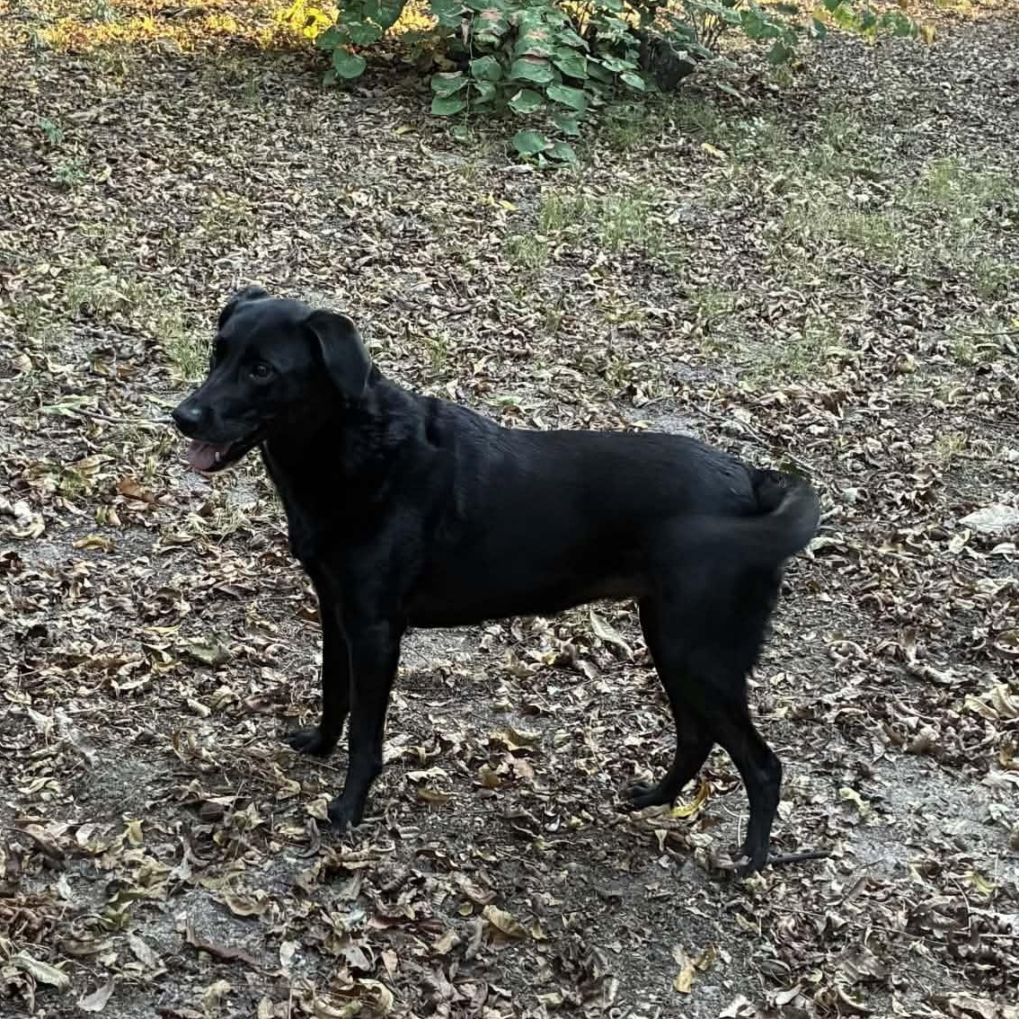 Ruby, Adoptable, Young Female Black Labrador Retriever.