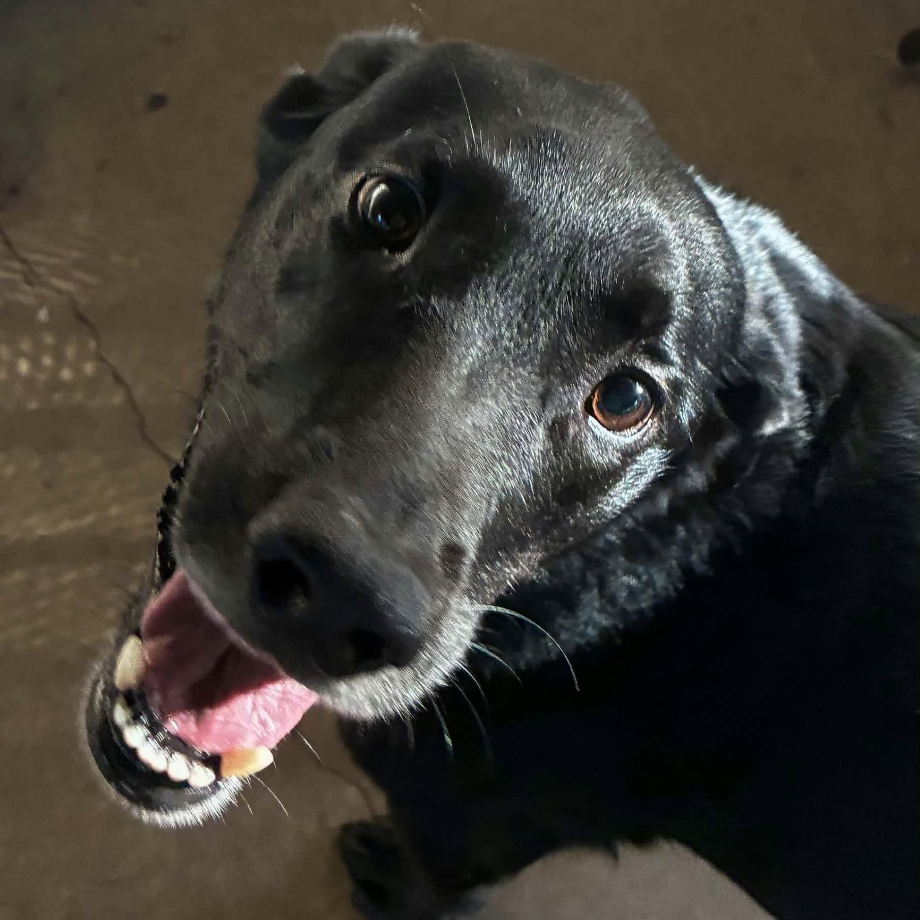 Enlarge Ruby, a Adoptable mixed breed in Texarkana, TX image 5/5