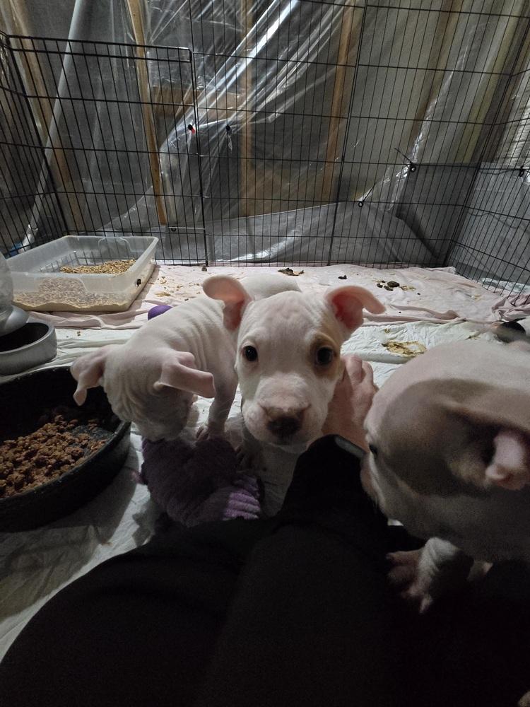 Lace (25-168 D), a Adoptable mixed breed in Lansing, MI image 1/6