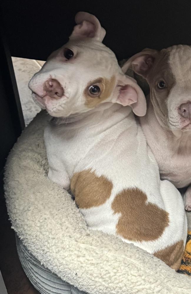 Lace (25-168 D), a Adoptable mixed breed in Lansing, MI image 3/6