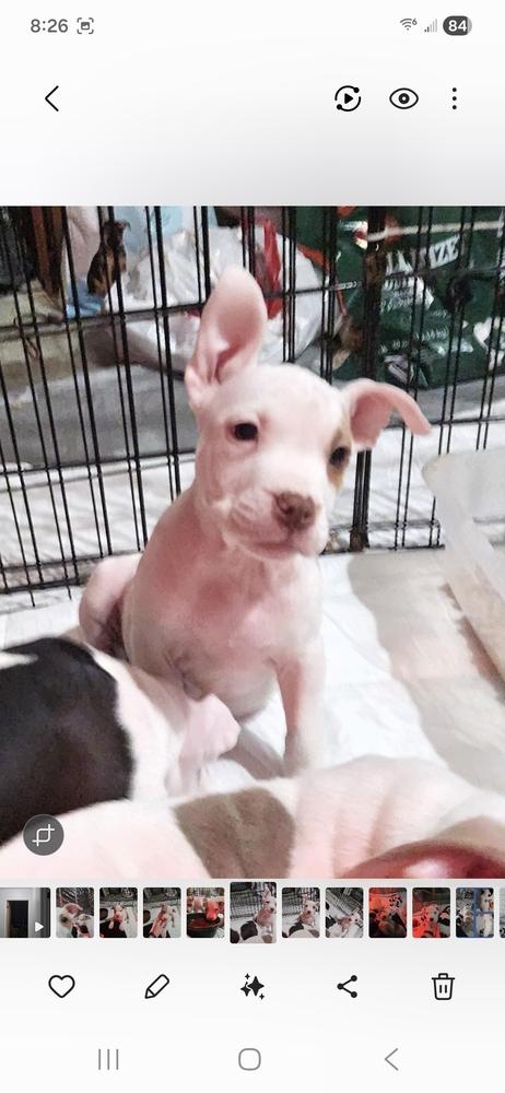 Lace (25-168 D), a Adoptable mixed breed in Lansing, MI image 4/6