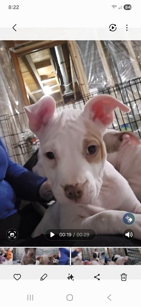 Lace (25-168 D), a Adoptable mixed breed in Lansing, MI image 5/6