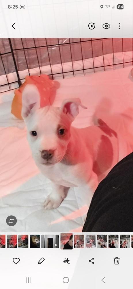 Lace (25-168 D), a Adoptable mixed breed in Lansing, MI image 6/6