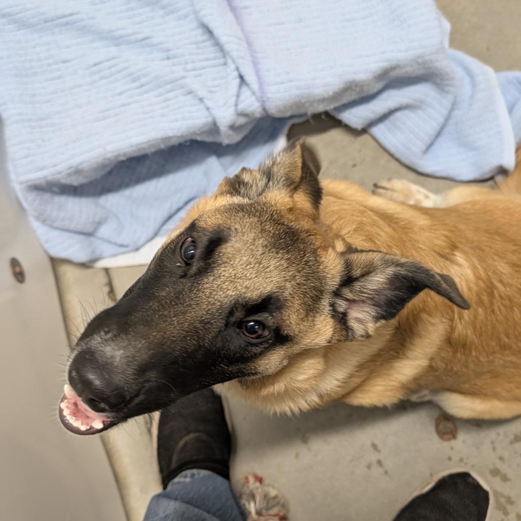 Ellie, a Adoptable Mixed Breed in Buffalo, WY image 1/2