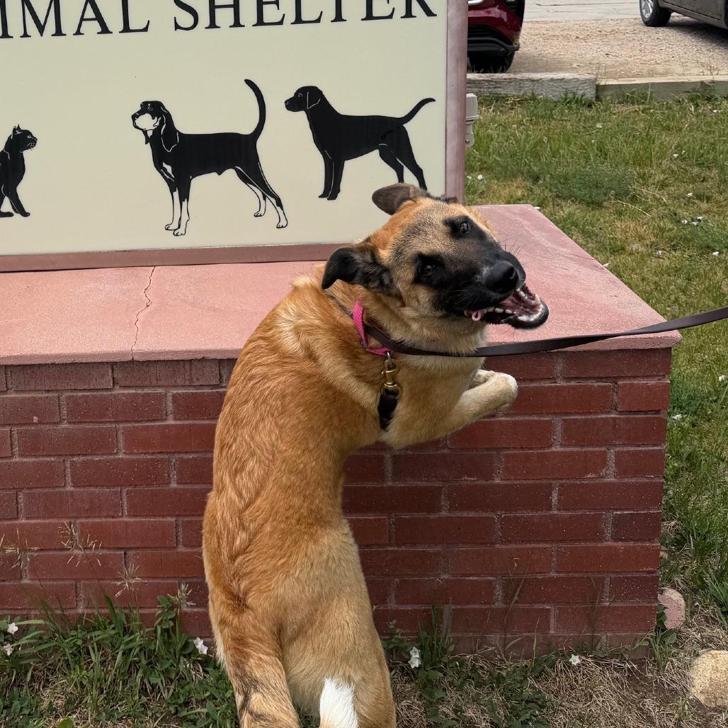 Enlarge Ellie, a Adoptable Mixed Breed in Buffalo, WY image 2/4