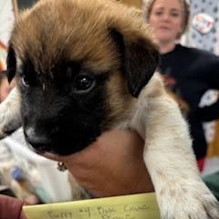 Ellie, a Adoptable Mixed Breed in Buffalo, WY image 2/2