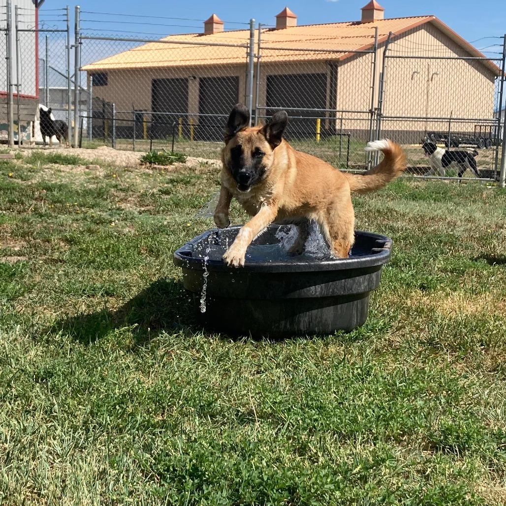 Enlarge Ellie, a Adoptable Mixed Breed in Buffalo, WY image 4/4