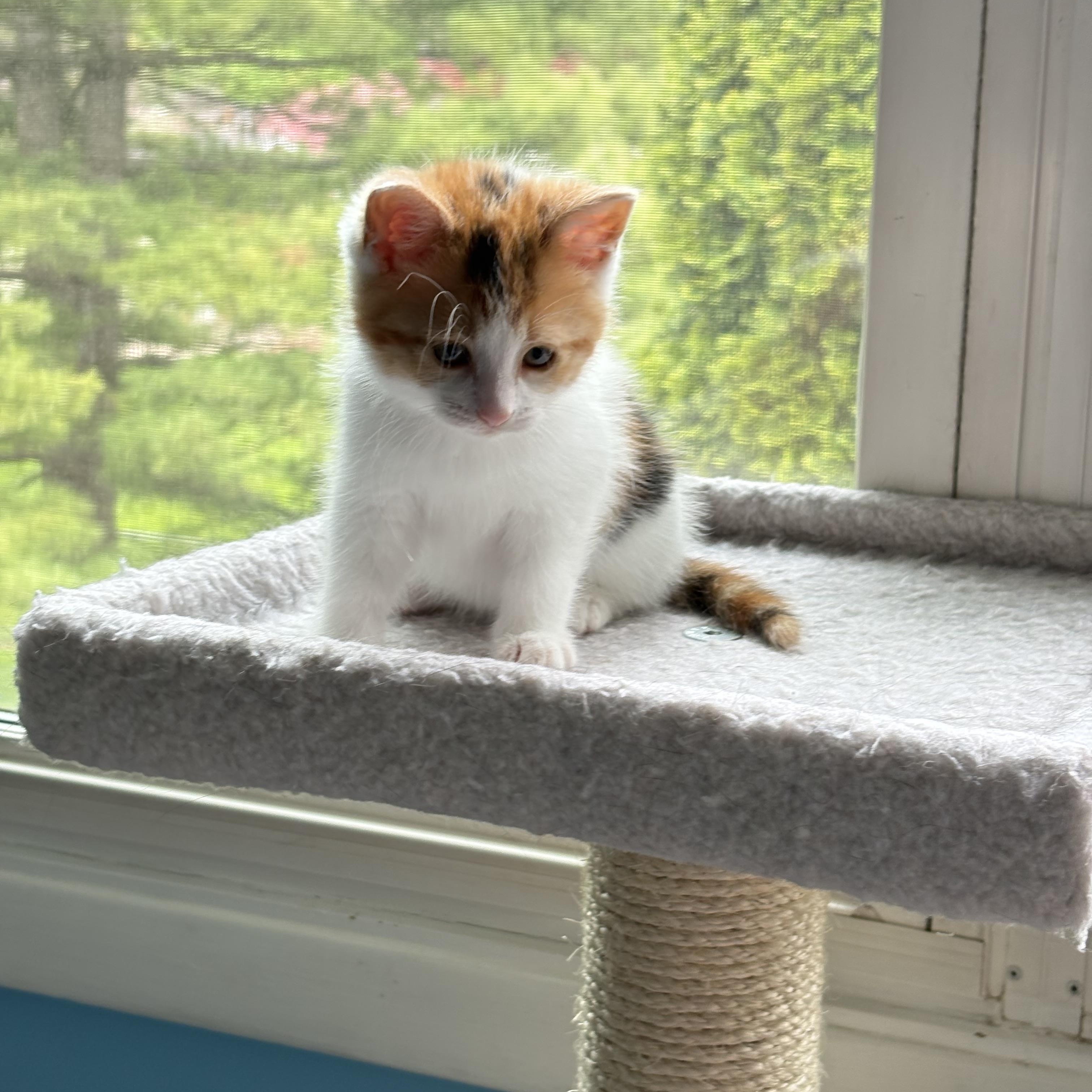 Enlarge Calico, an adopted Calico in Westland, MI image 4/4