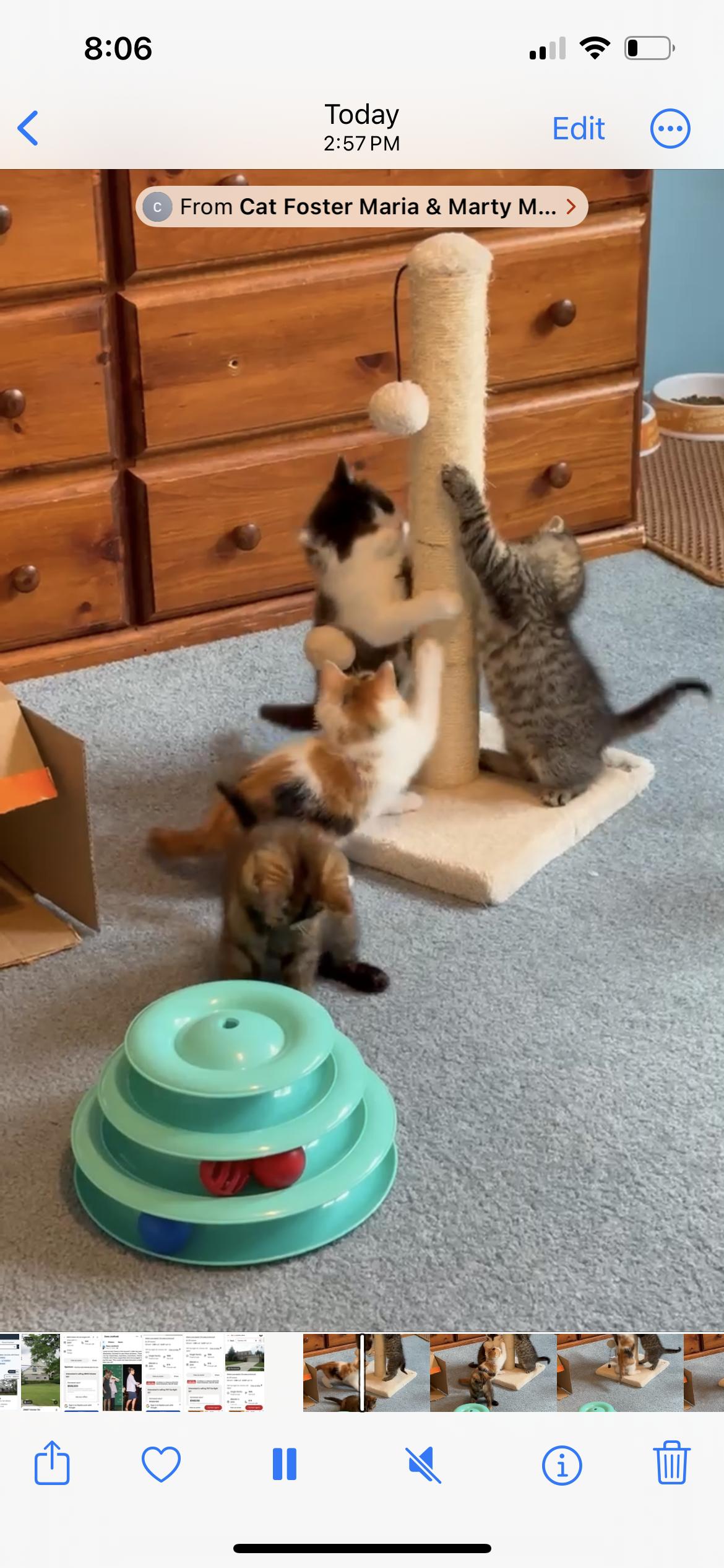 Enlarge Calico, an adopted Calico in Westland, MI image 1/4