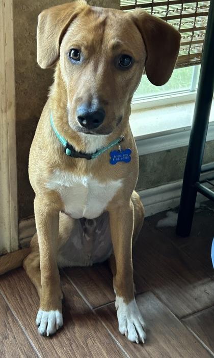Orion, Adoptable, Adult Male Shepherd & Mixed Breed.