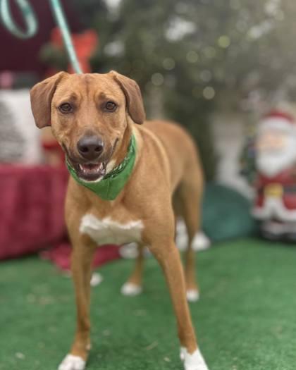 Orion, Adoptable, Adult Male Shepherd & Mixed Breed.