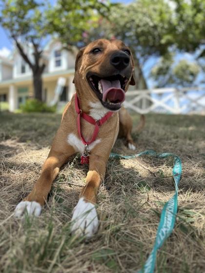 Orion, a Adoptable mixed breed in Fort Worth, TX image 1/3