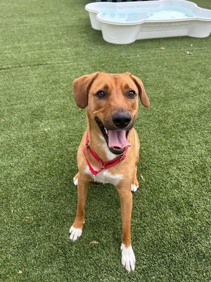 Enlarge Orion, a Adoptable mixed breed in Fort Worth, TX image 3/3