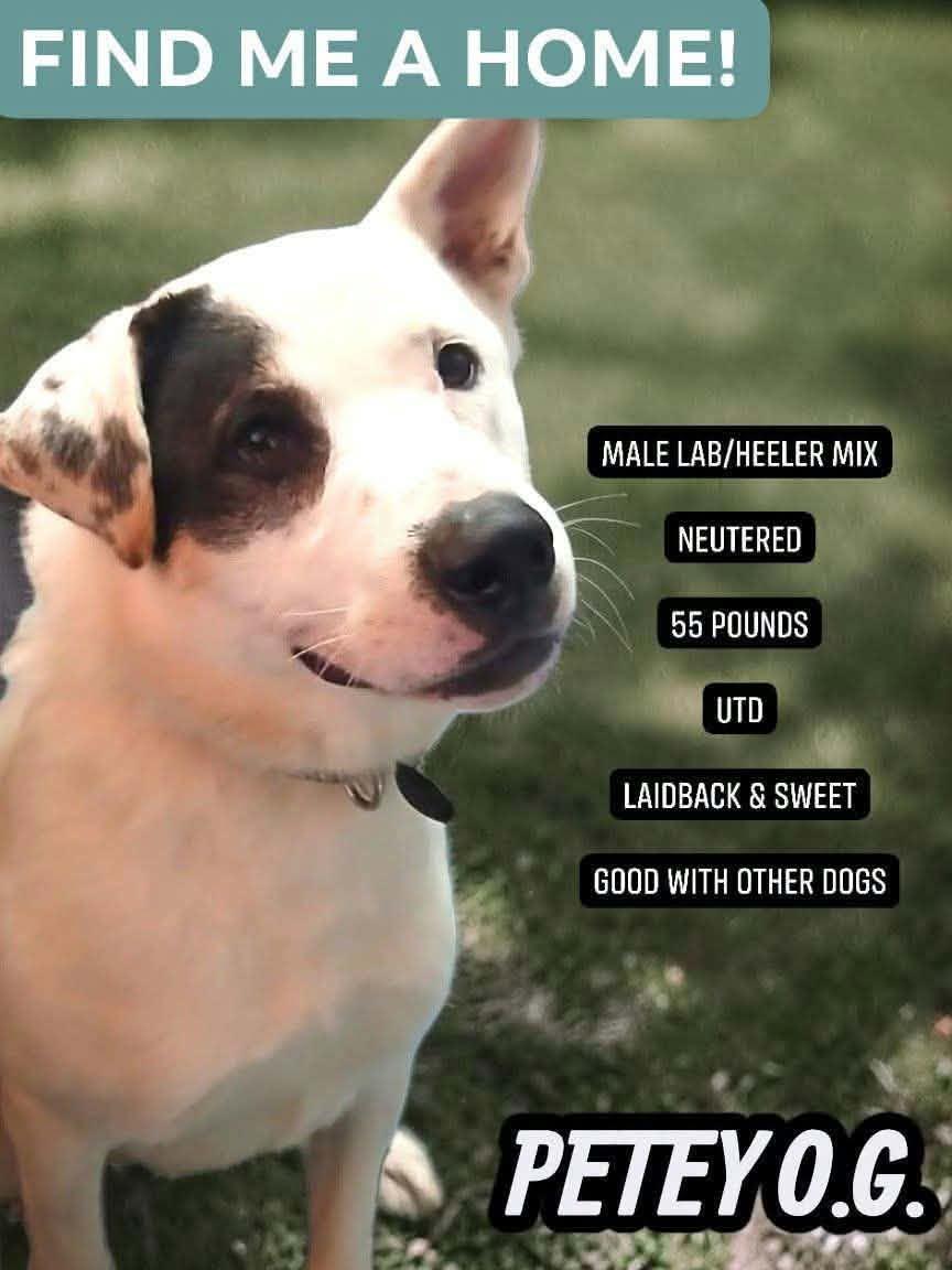 Enlarge Petey, a Adoptable mixed breed in Westwood, NJ image 1/3