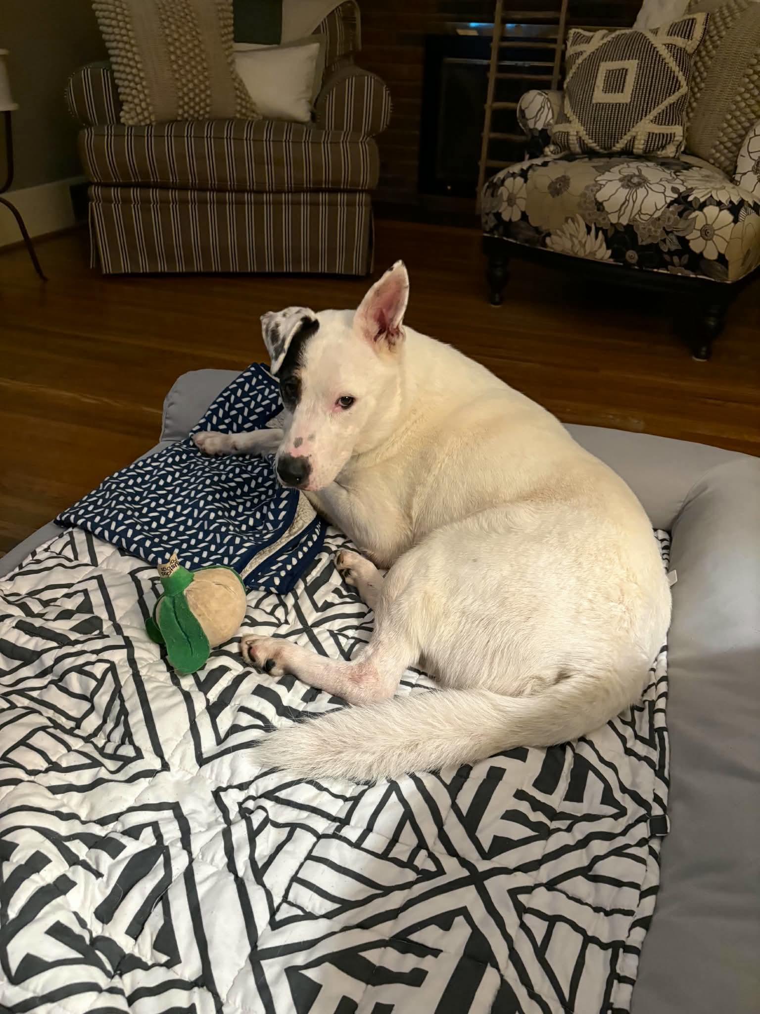 Enlarge Petey, a Adoptable mixed breed in Westwood, NJ image 2/3