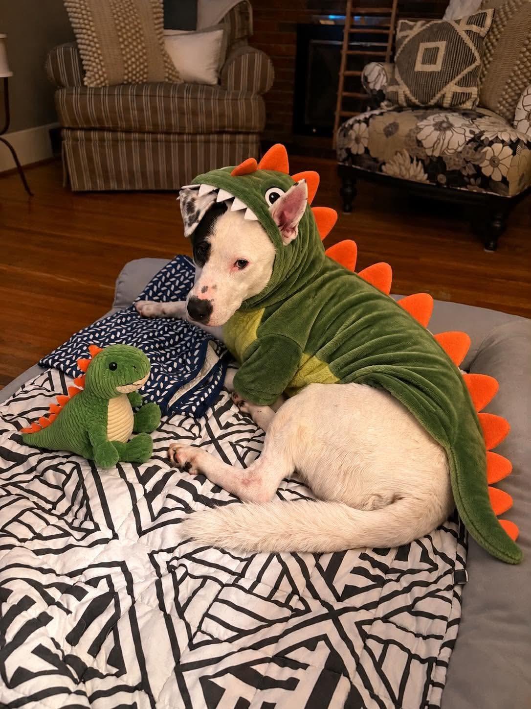 Enlarge Petey, a Adoptable mixed breed in Westwood, NJ image 3/3