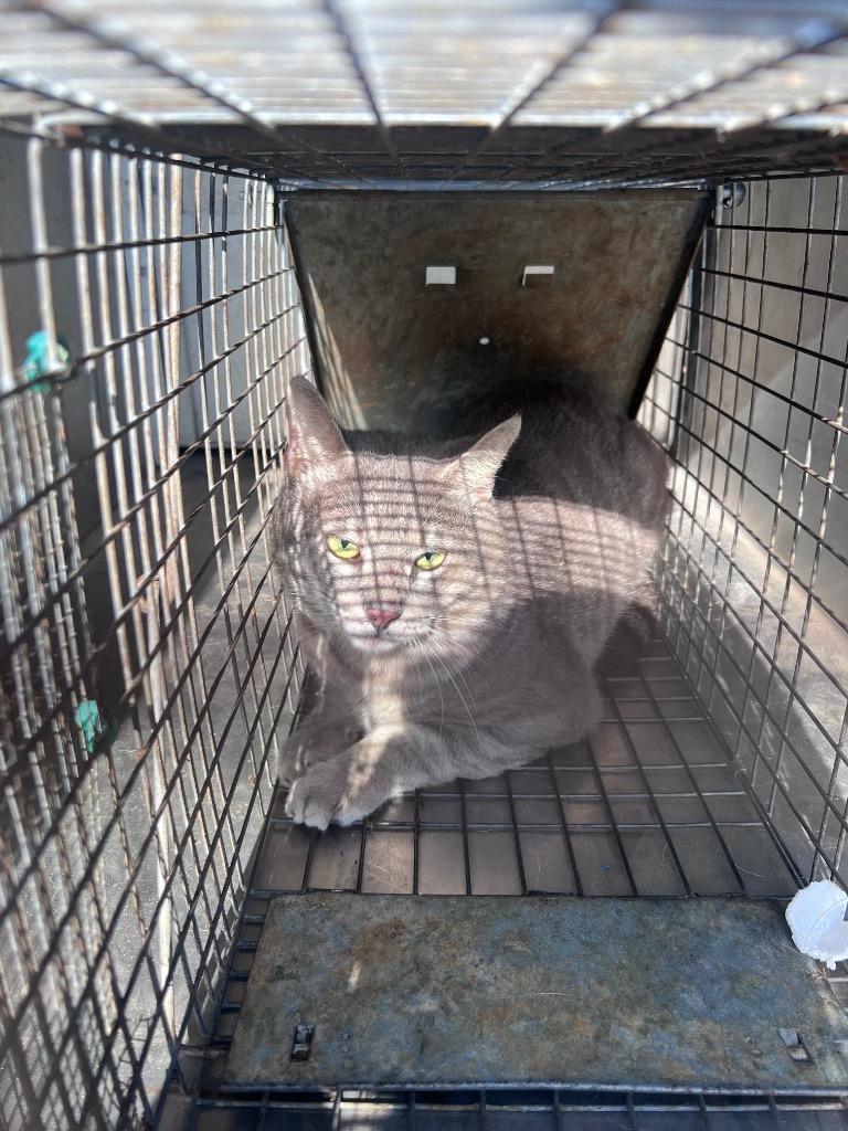 Enlarge Geroge West, a Adoptable mixed breed in Rockport, TX image 1/3