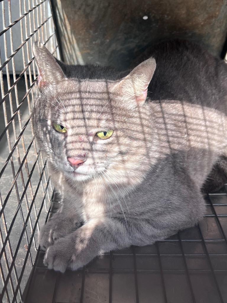 Enlarge Geroge West, a Adoptable mixed breed in Rockport, TX image 2/3