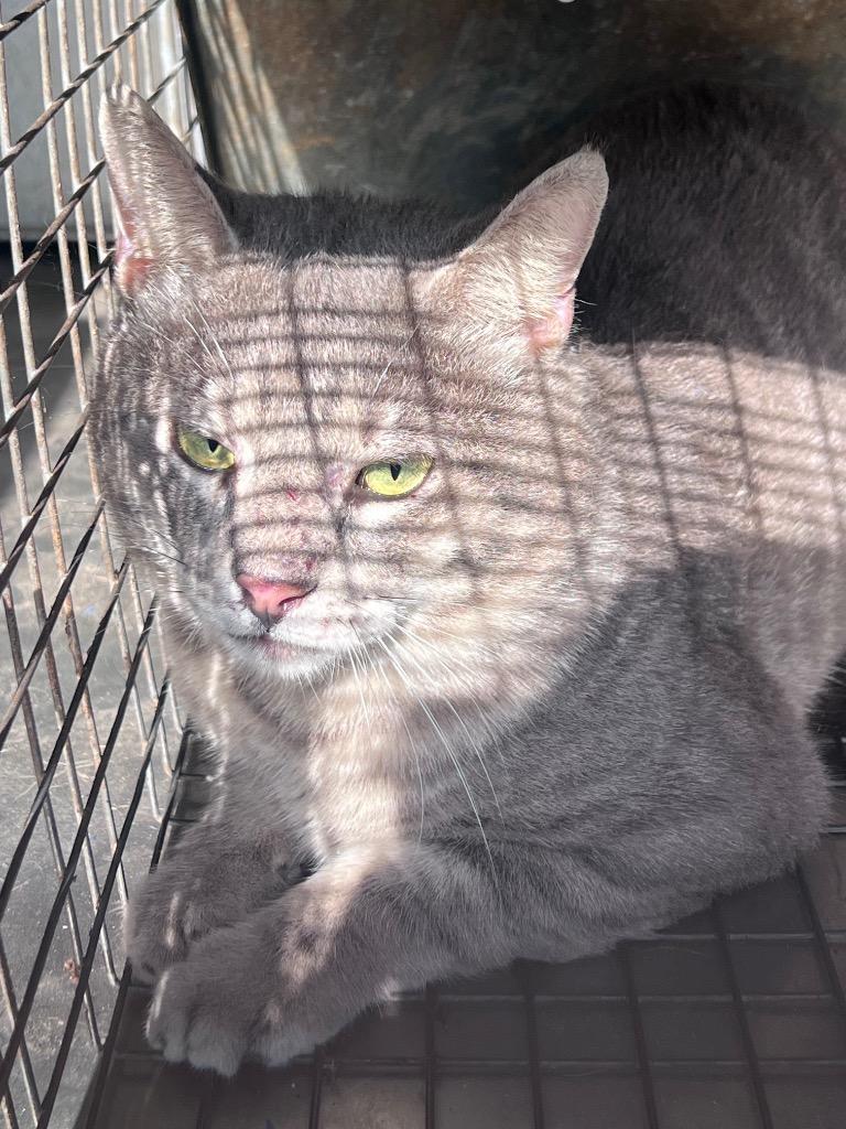 Enlarge Geroge West, a Adoptable mixed breed in Rockport, TX image 3/3